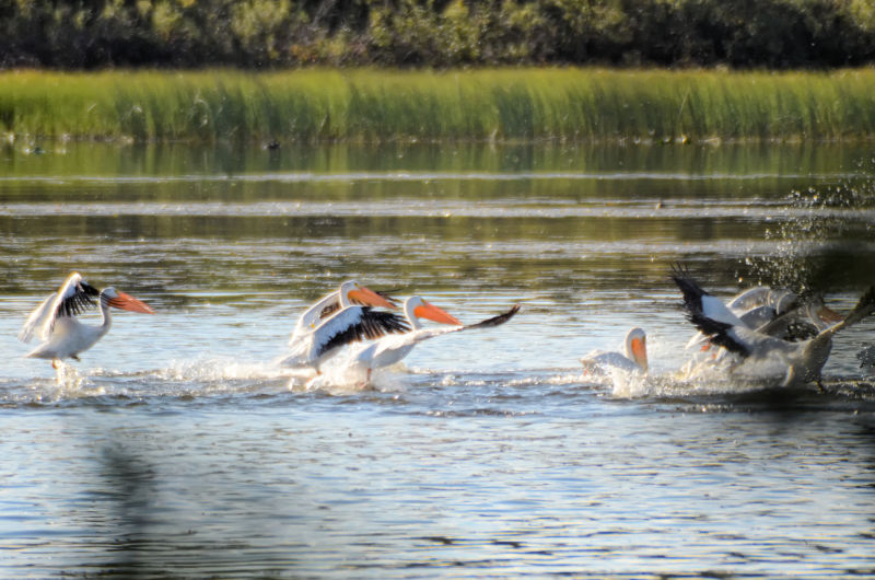 Pelikane bei der Landung